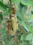 Image of Crotalaria pallida var. pallida