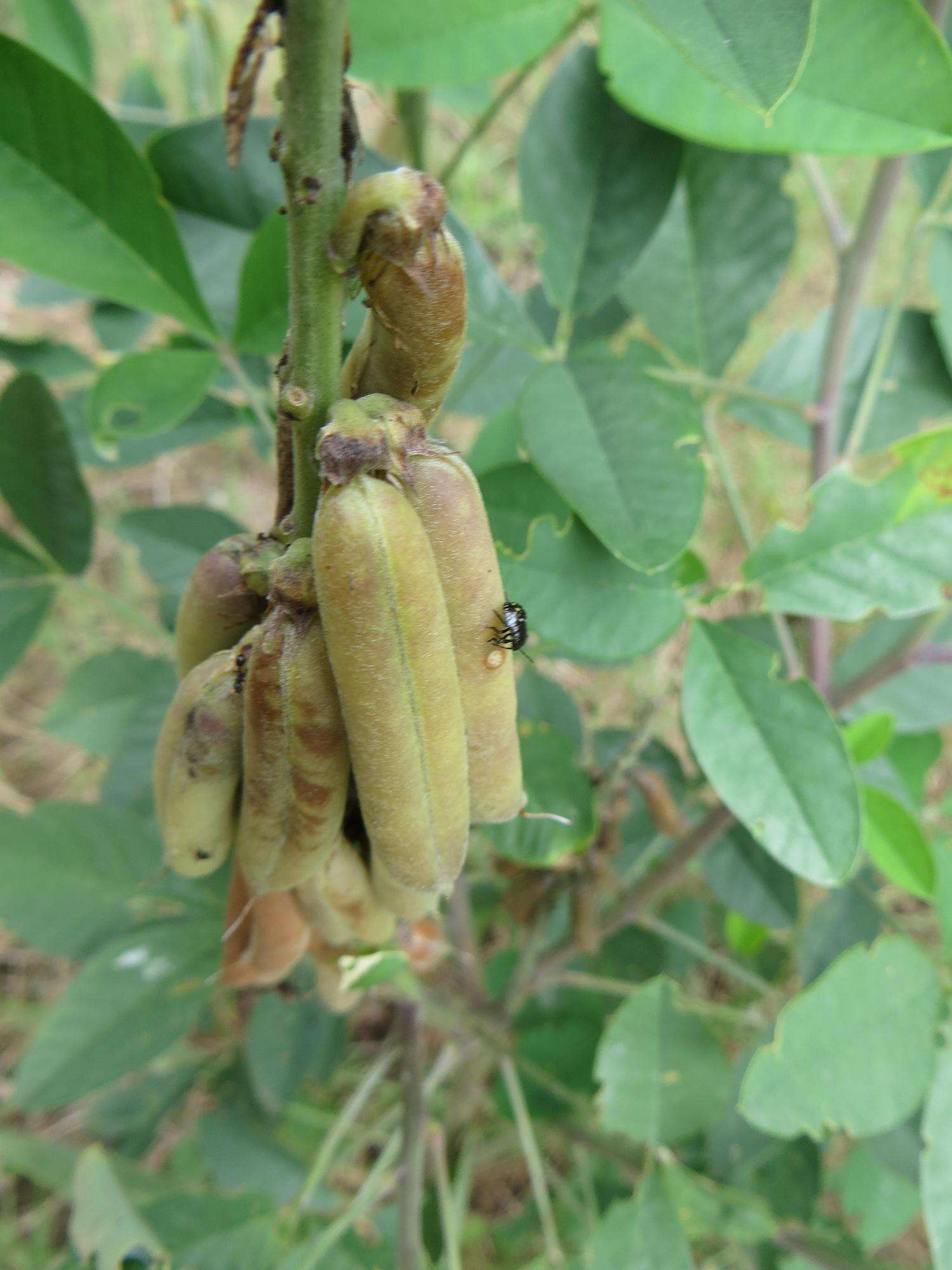 Image of Crotalaria pallida var. pallida