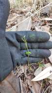 Acianthus amplexicaulis (F. M. Bailey) Rolfe resmi