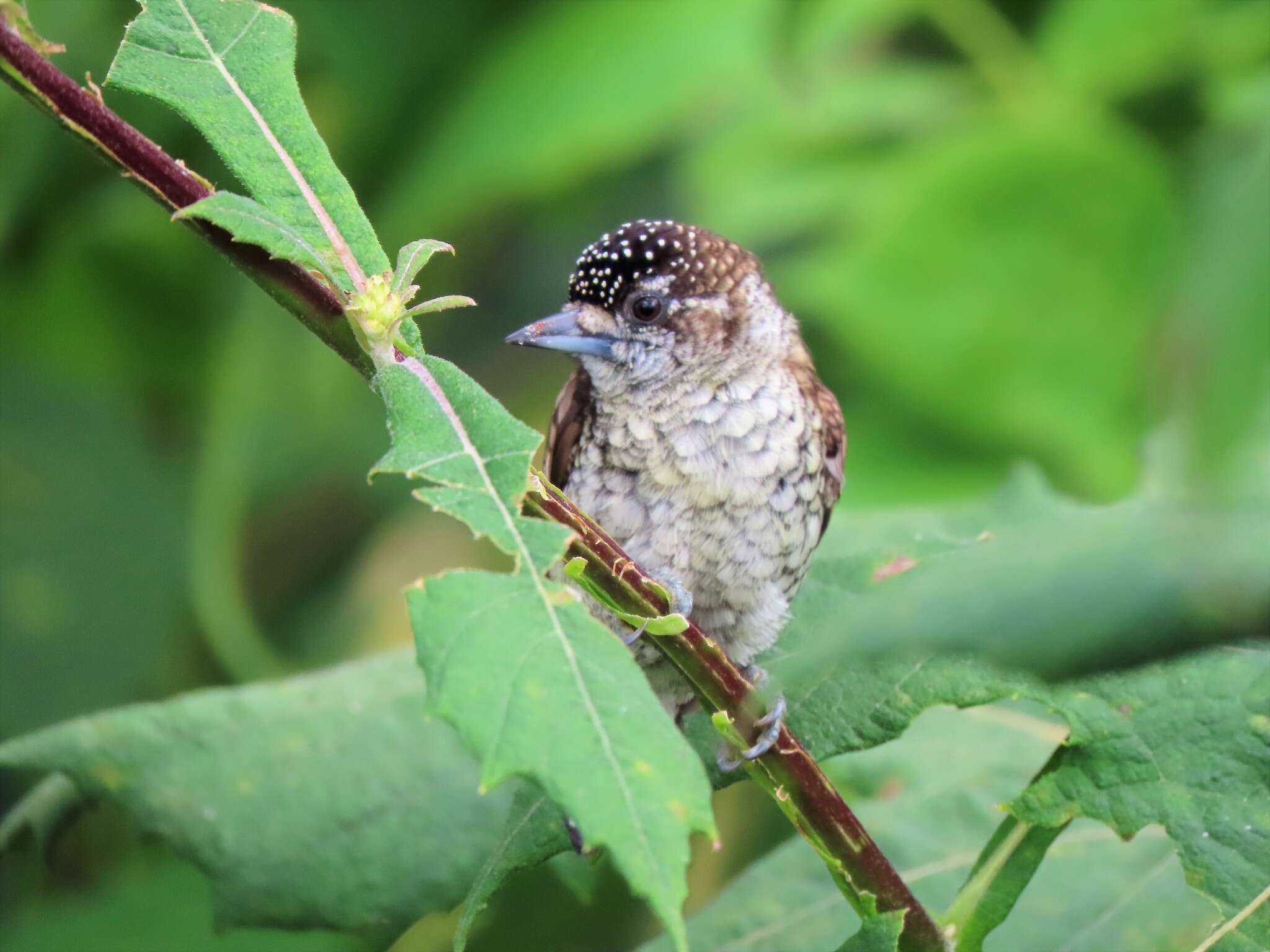 Image of Scaled Piculet