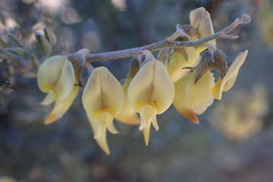 Image of Wiborgia sericea Thunb.