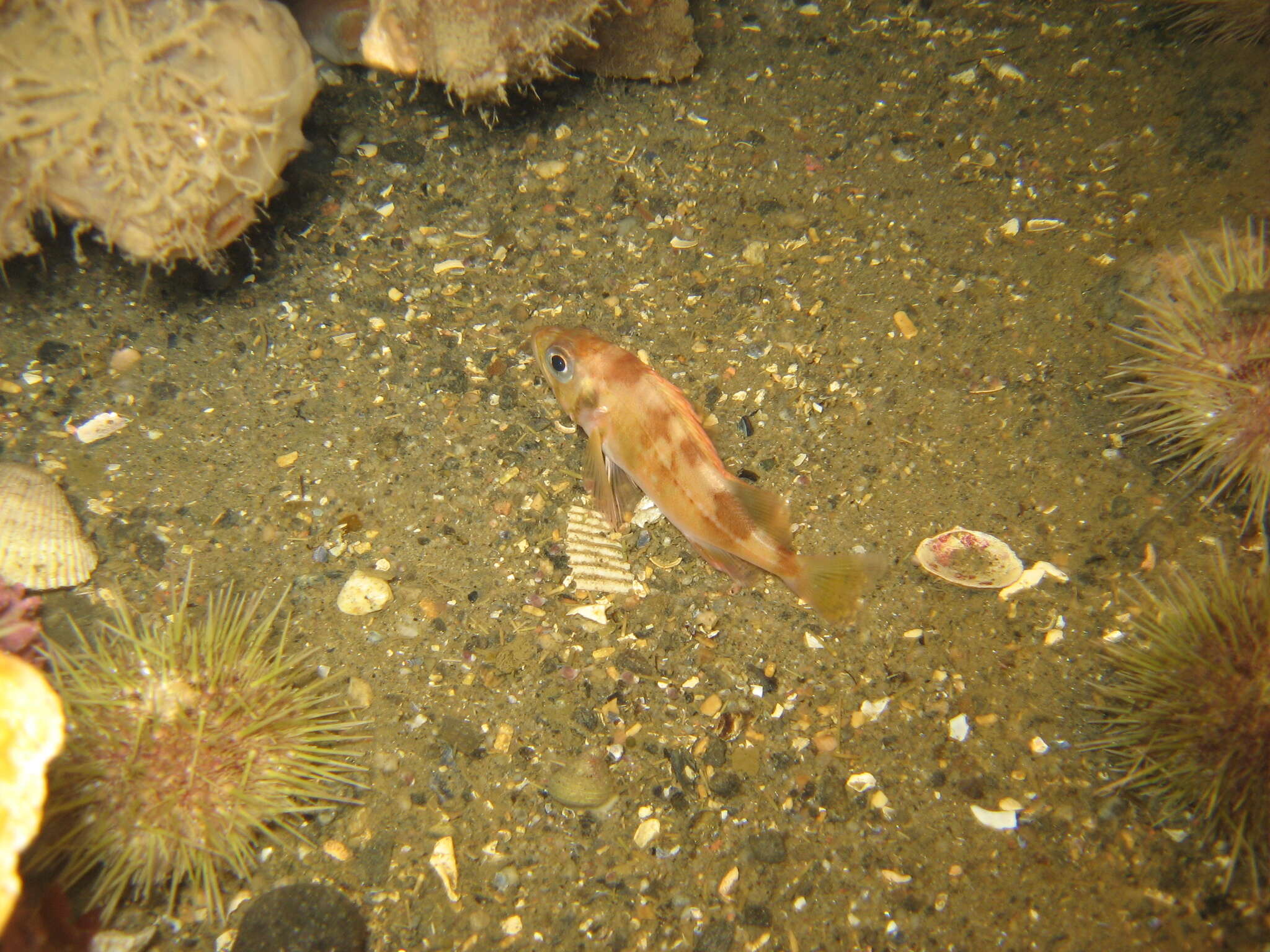 Image of Redfish