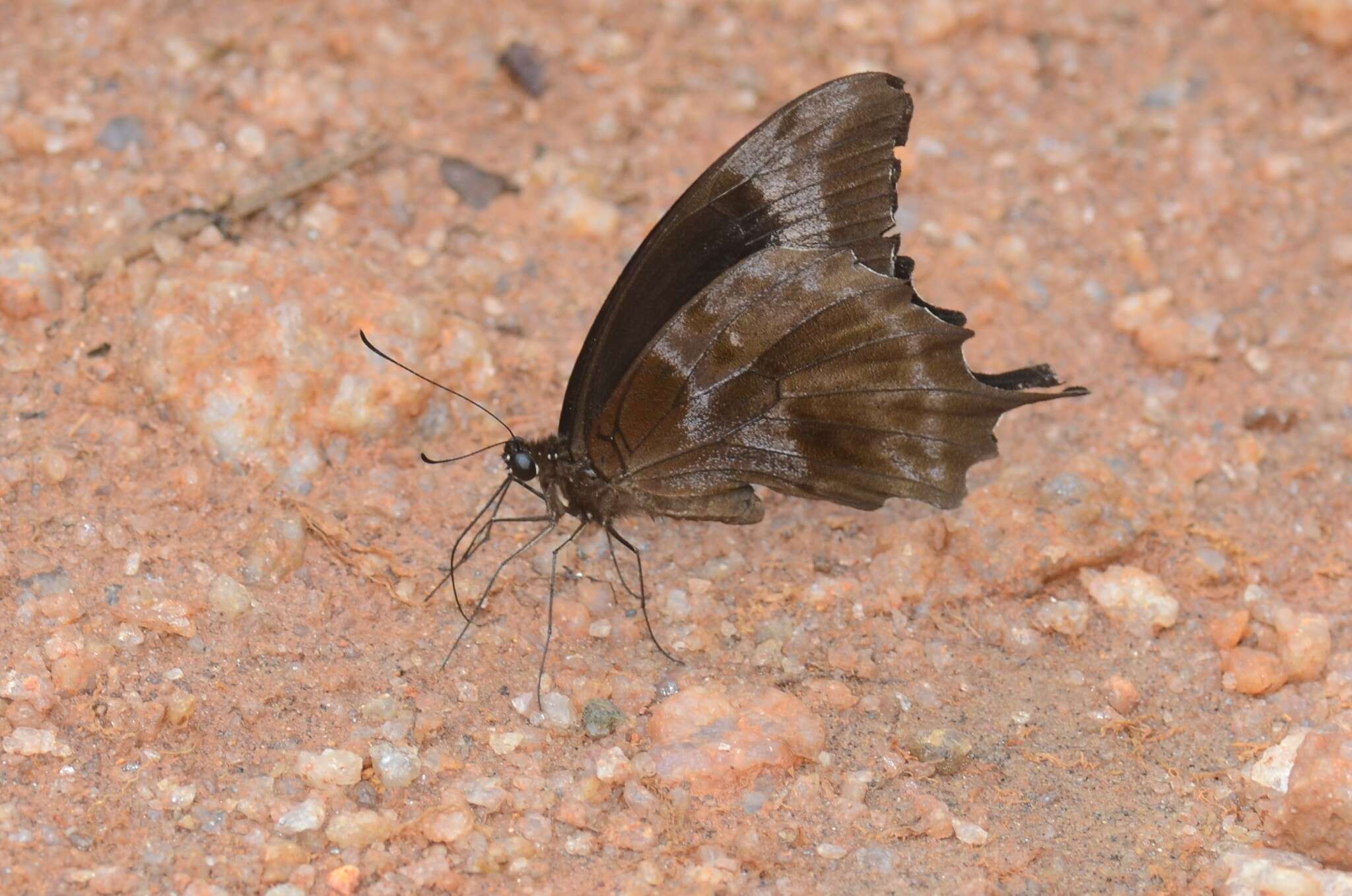 Image de Papilio oribazus Boisduval 1836