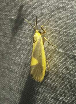 Image of Lead-colored Lichen Moth