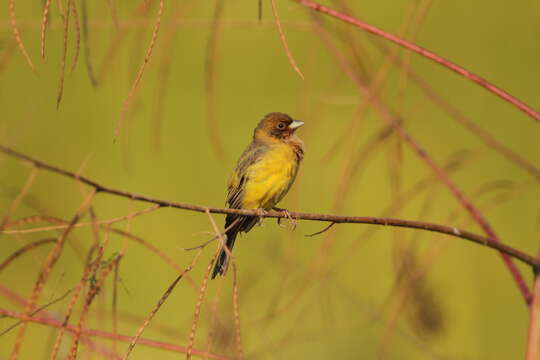 Image of Brown-headed Bunting