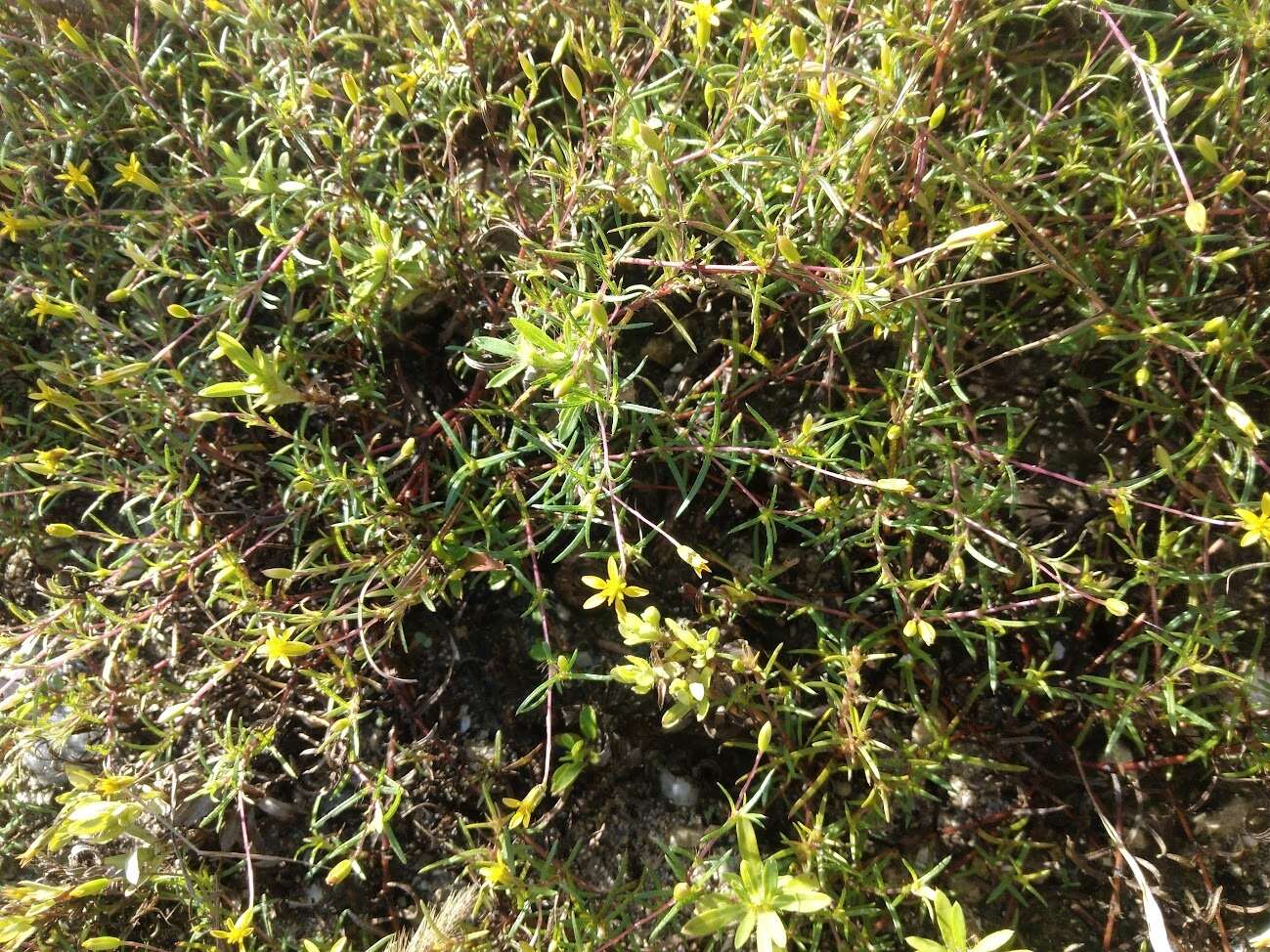 Image of sanddune cinchweed