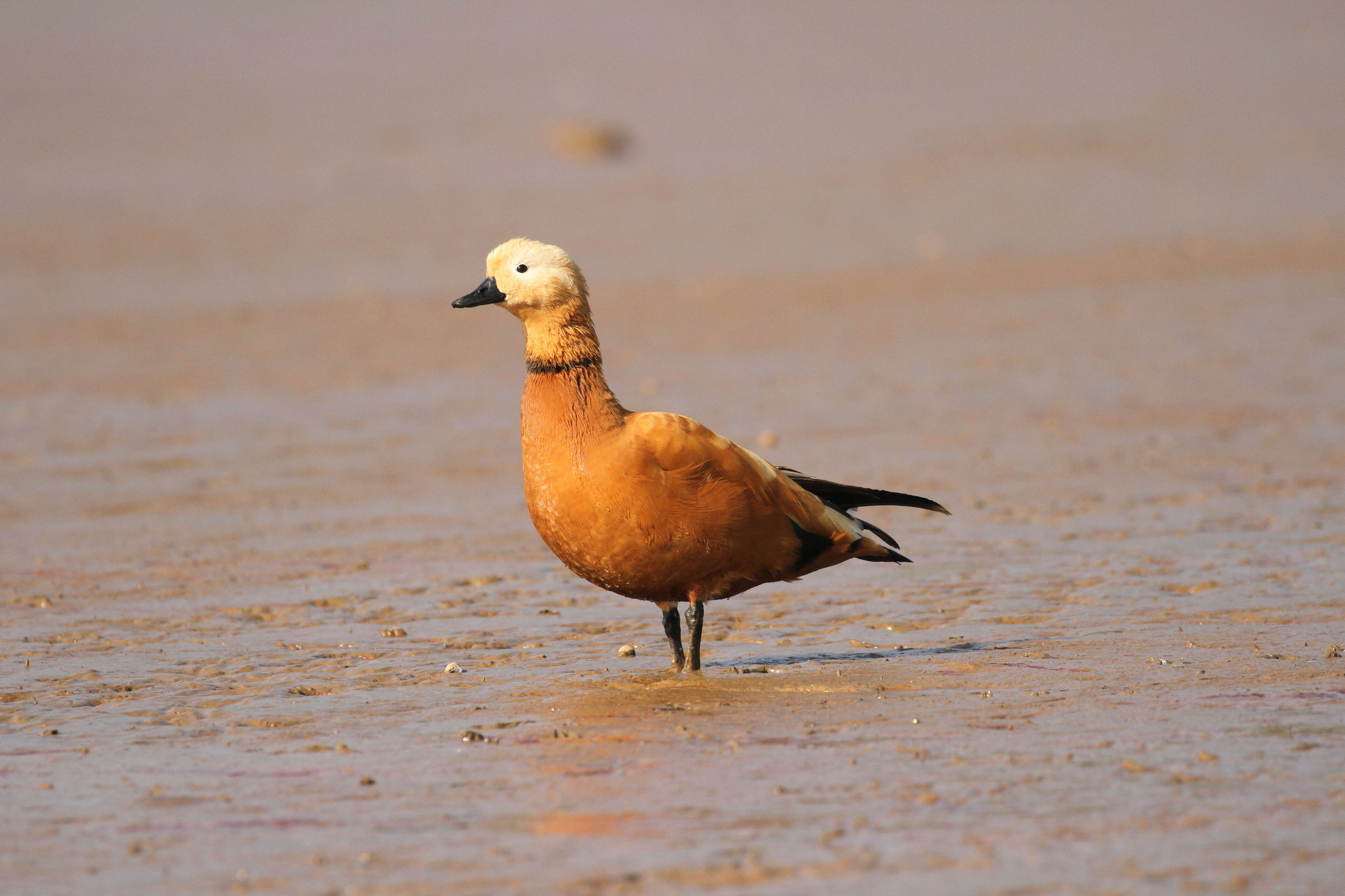 Image of Ruddy Shelduck