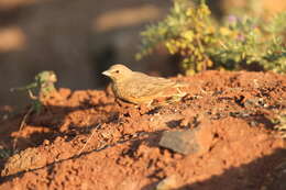 Image of Rufous-tailed Lark