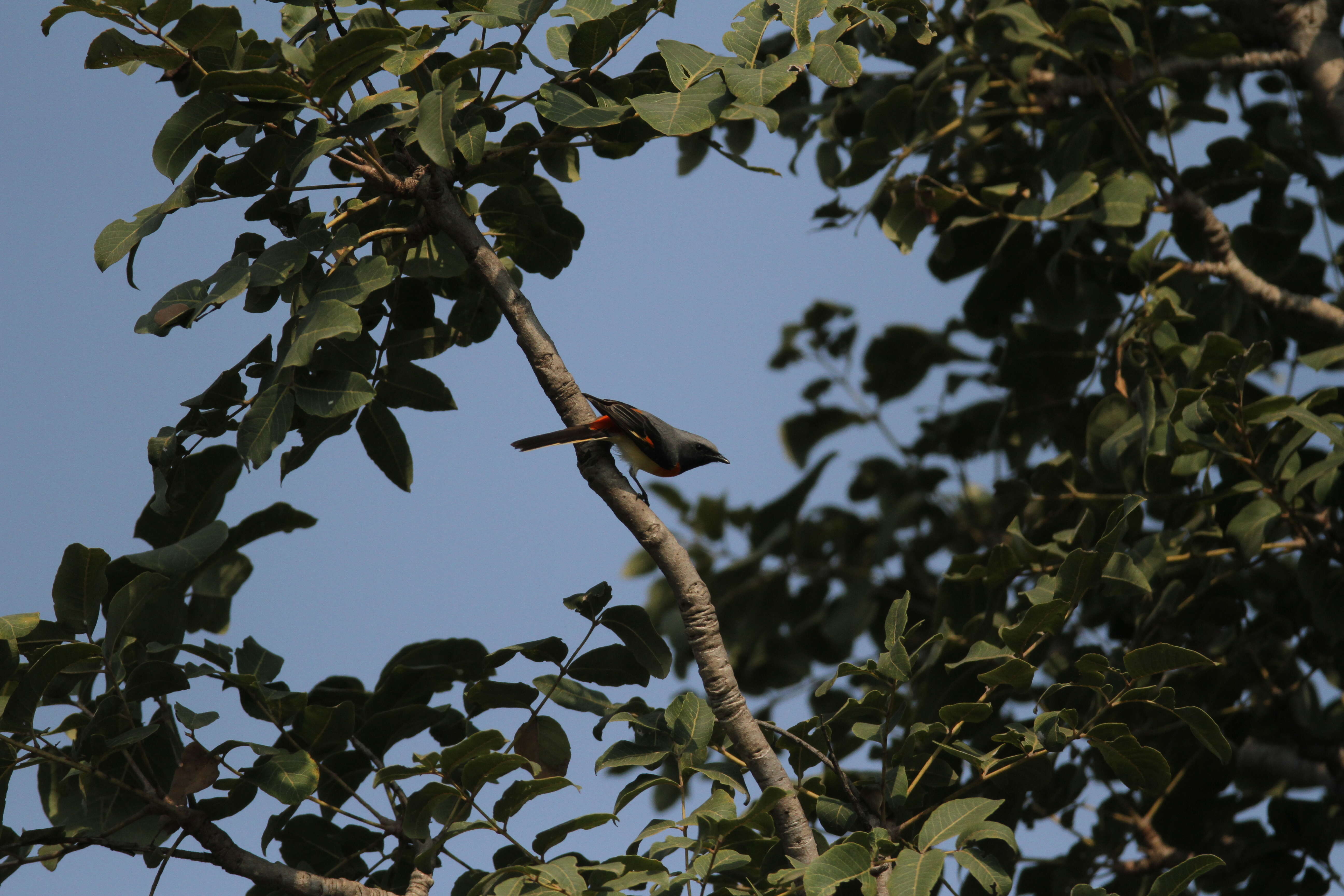 Plancia ëd Pericrocotus cinnamomeus (Linnaeus 1766)