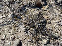 صورة Ruellia californica (Rose) I. M. Johnston