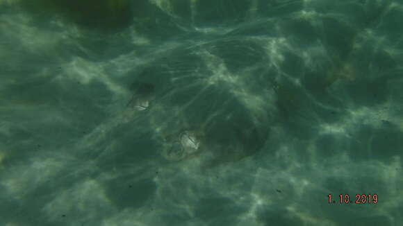 Image of Common Shovelnose Ray