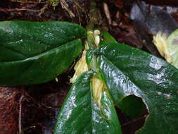 Image of Columnea picta H. Karst.