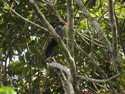 Image of Black Nunbird
