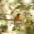 Image of Blue-capped Rock Thrush