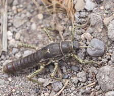 Image of Agathemera millepunctata Redtenbacher 1906