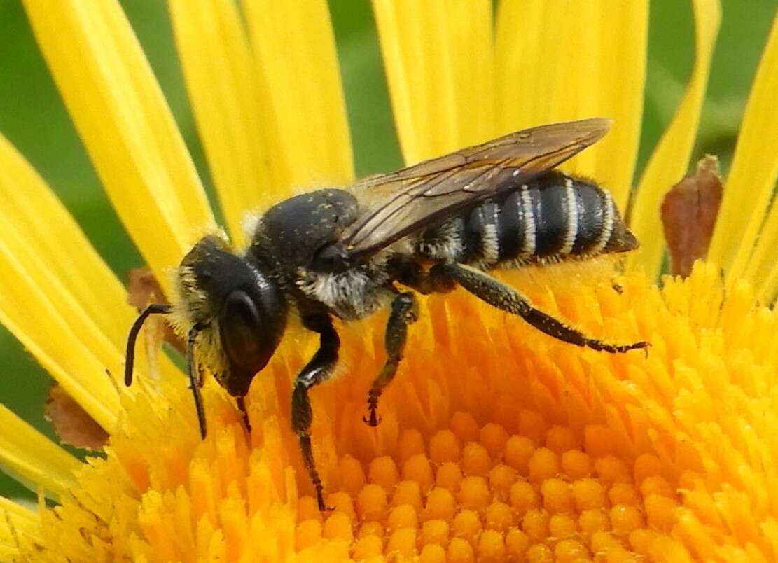 Megachile montivaga Cresson 1878 resmi