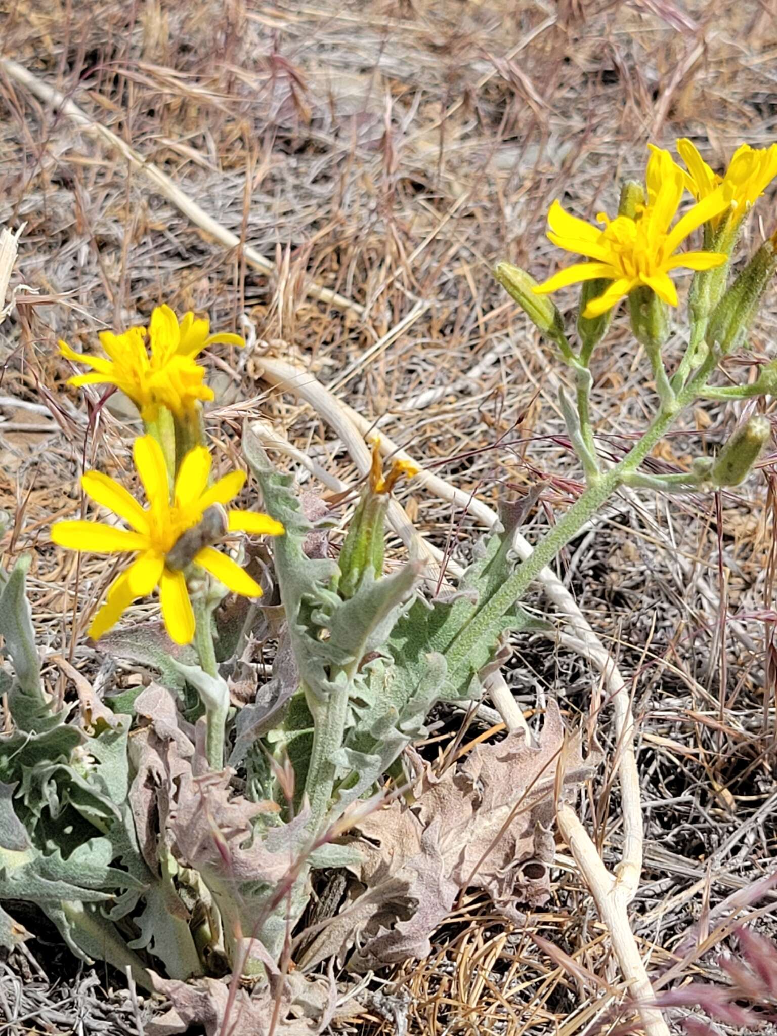 Crepis modocensis Greene resmi