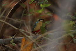 Plancia ëd Pitta brachyura (Linnaeus 1766)