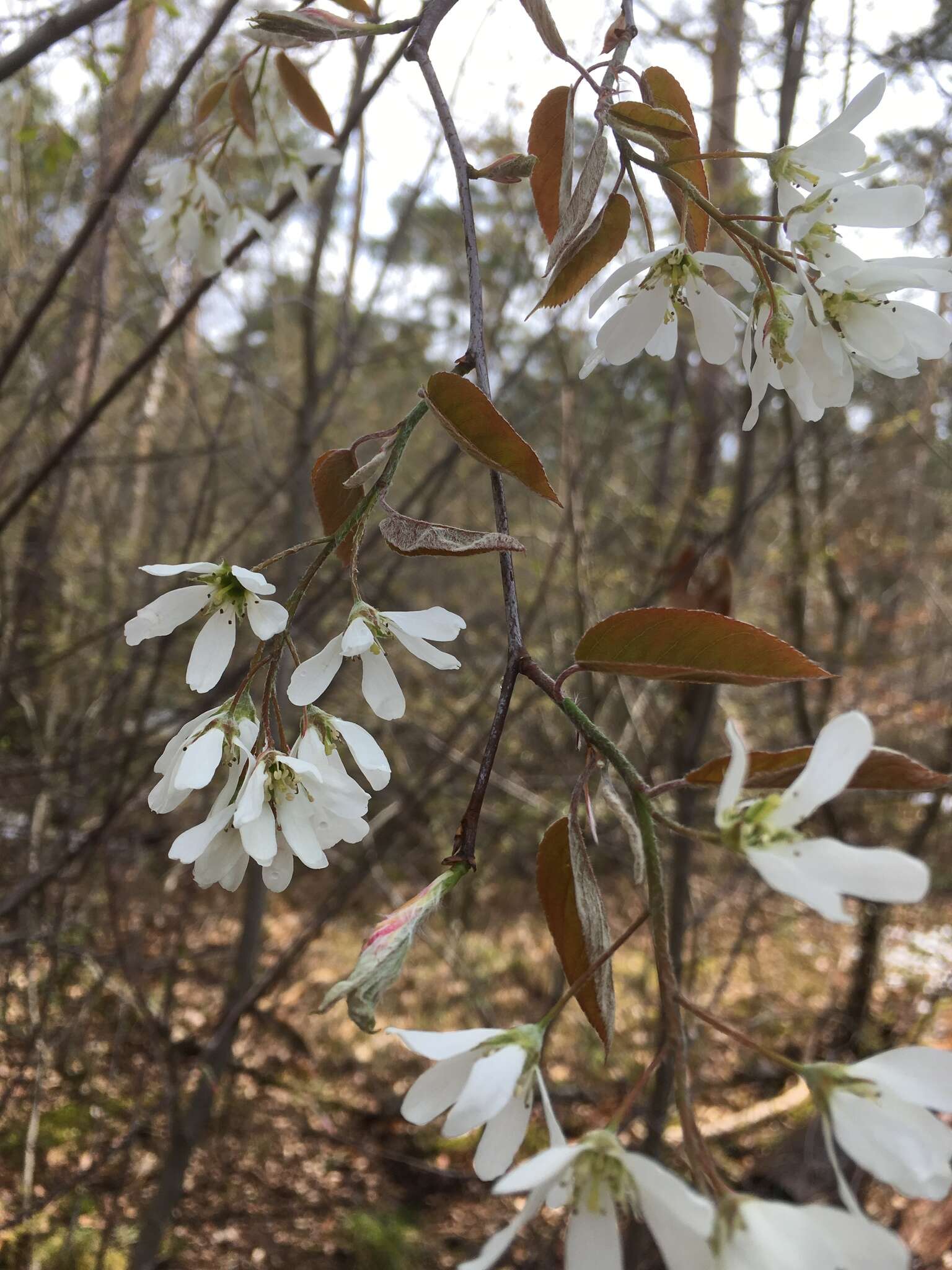 Image de Amelanchier lamarckii F. G. Schroed.