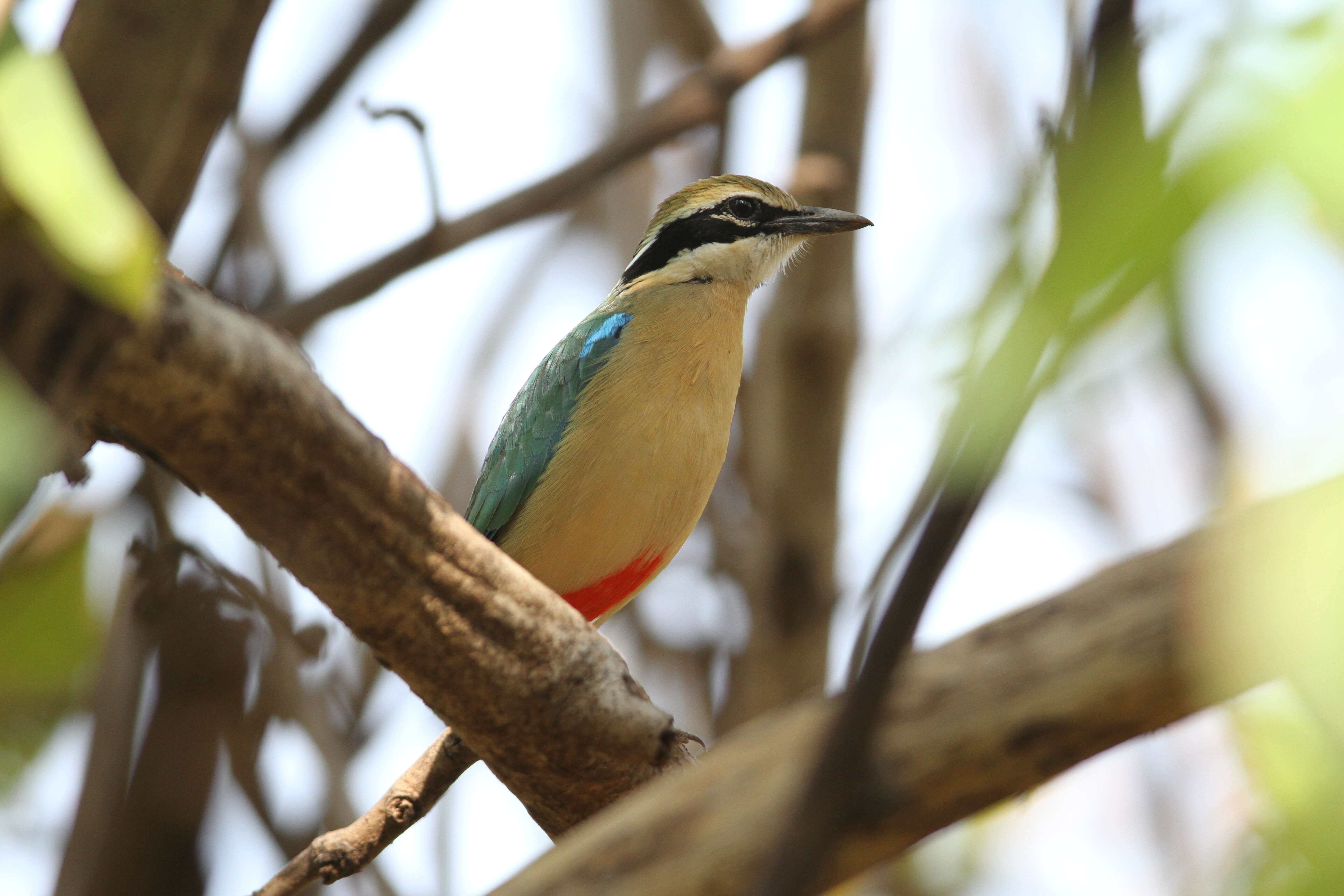 Plancia ëd Pitta brachyura (Linnaeus 1766)