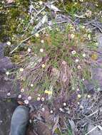 Image of Helichrysum calvertianum F. Müll.