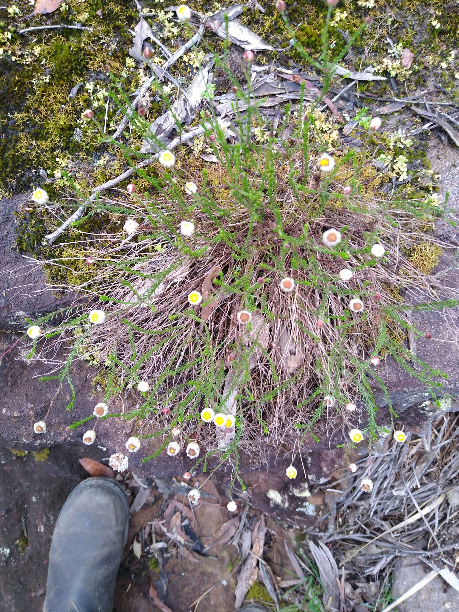 Image de Helichrysum calvertianum F. Müll.