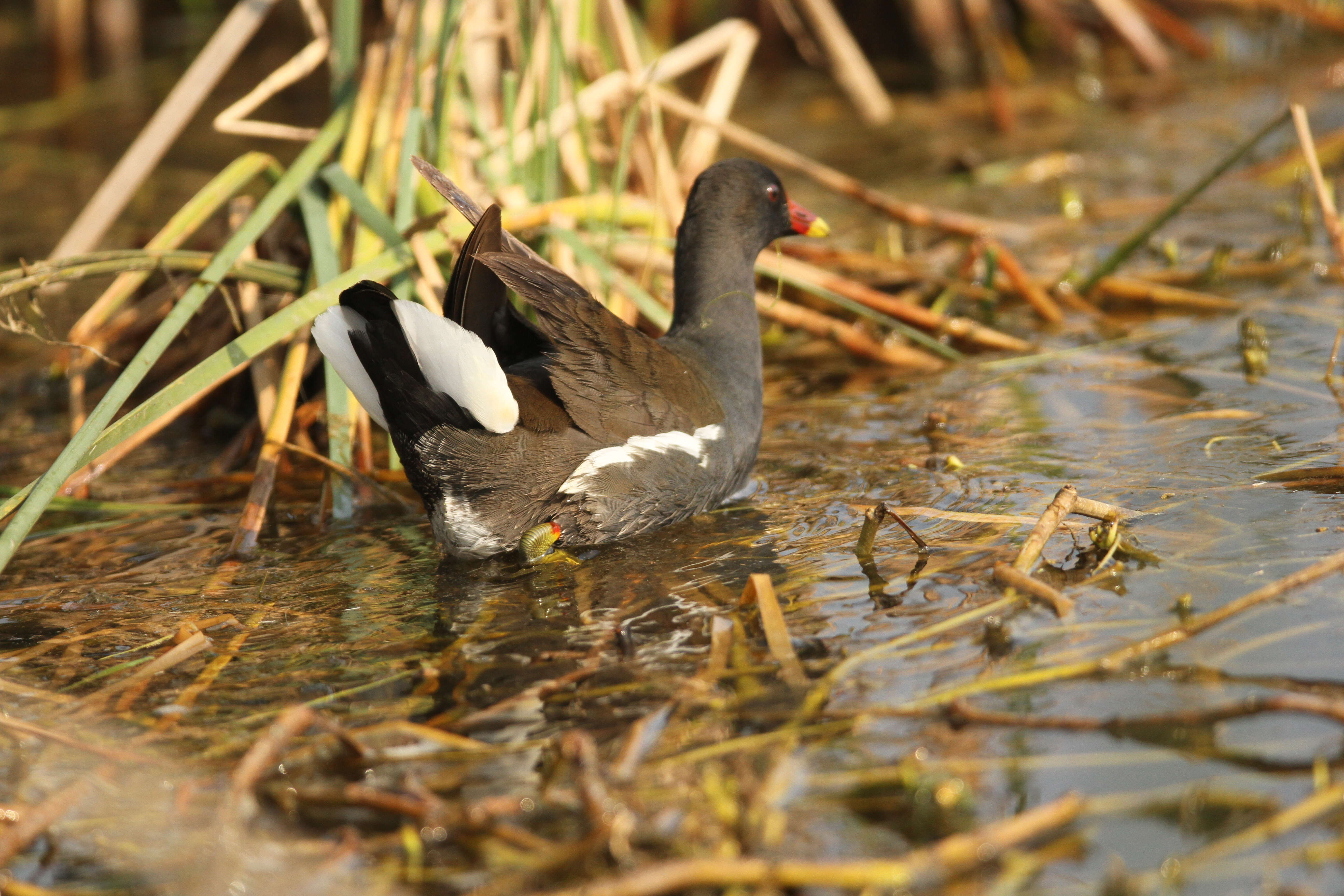 Image of Common Moorhen