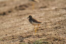 Image of White-tailed Lapwing