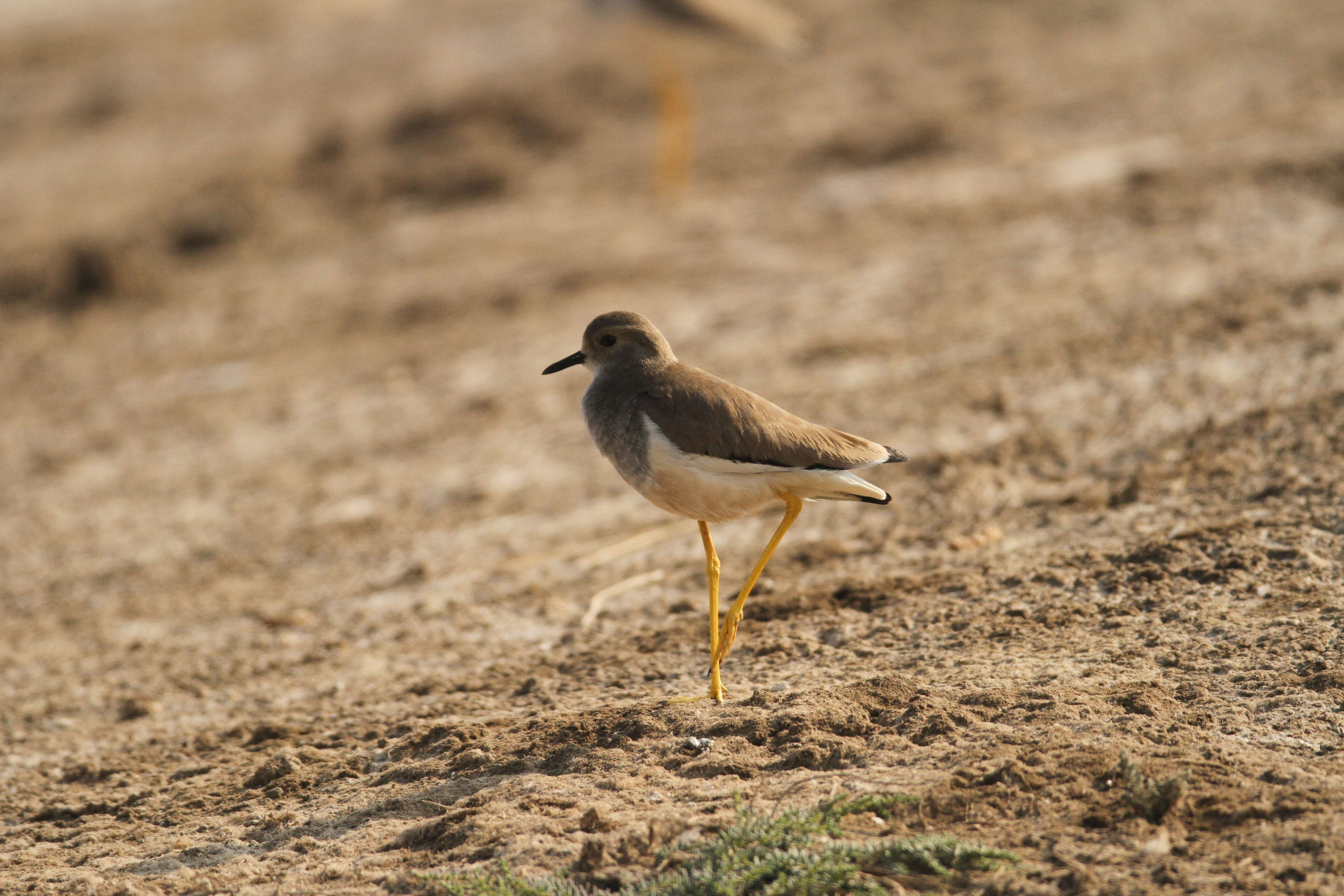 Image of White-tailed Lapwing