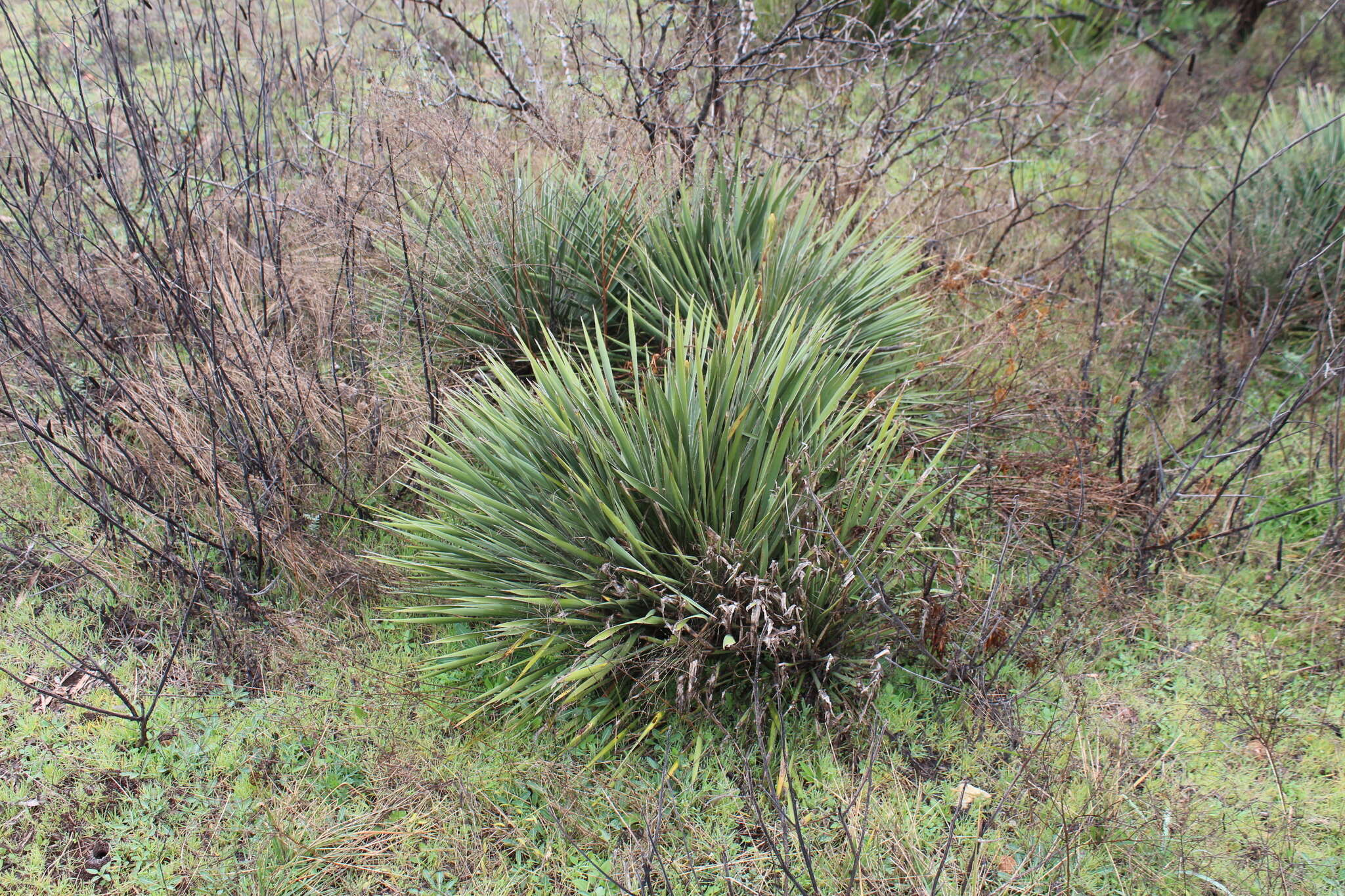 Image of Buckley's yucca