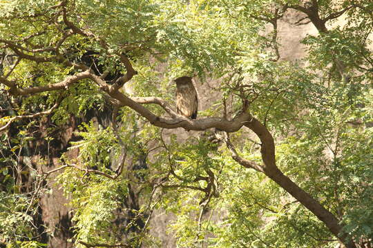 Image of Brown Fish Owl