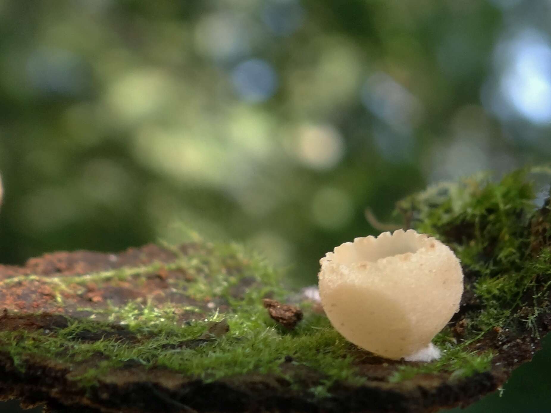 Image of Tarzetta cupularis (L.) Svrček 1981