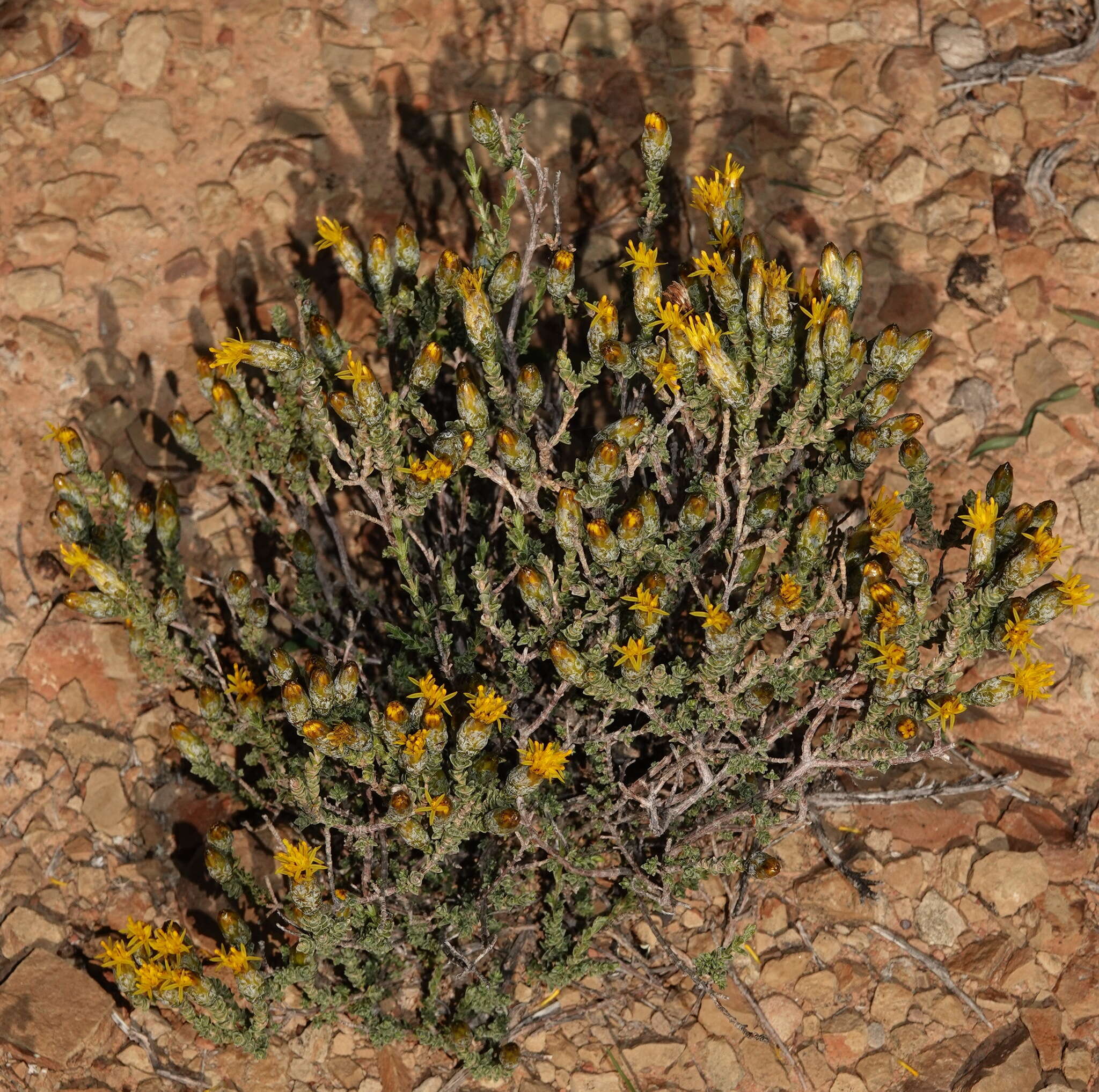 Imagem de Pteronia glomerata L. fil.