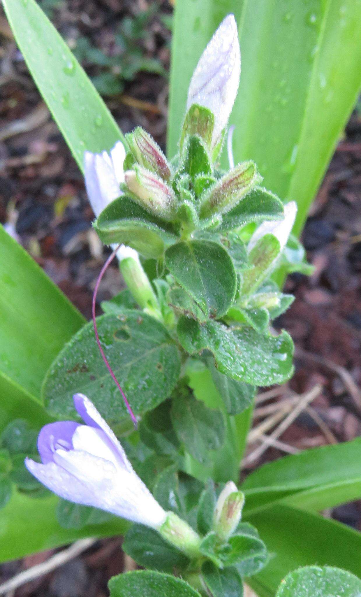 Imagem de Barleria obtusa Nees