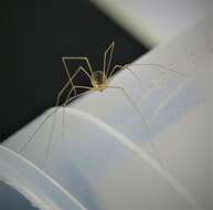 Image of Cellar spider