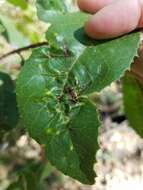 Image de Liothrips (Liothrips) ilex (Moulton 1907)