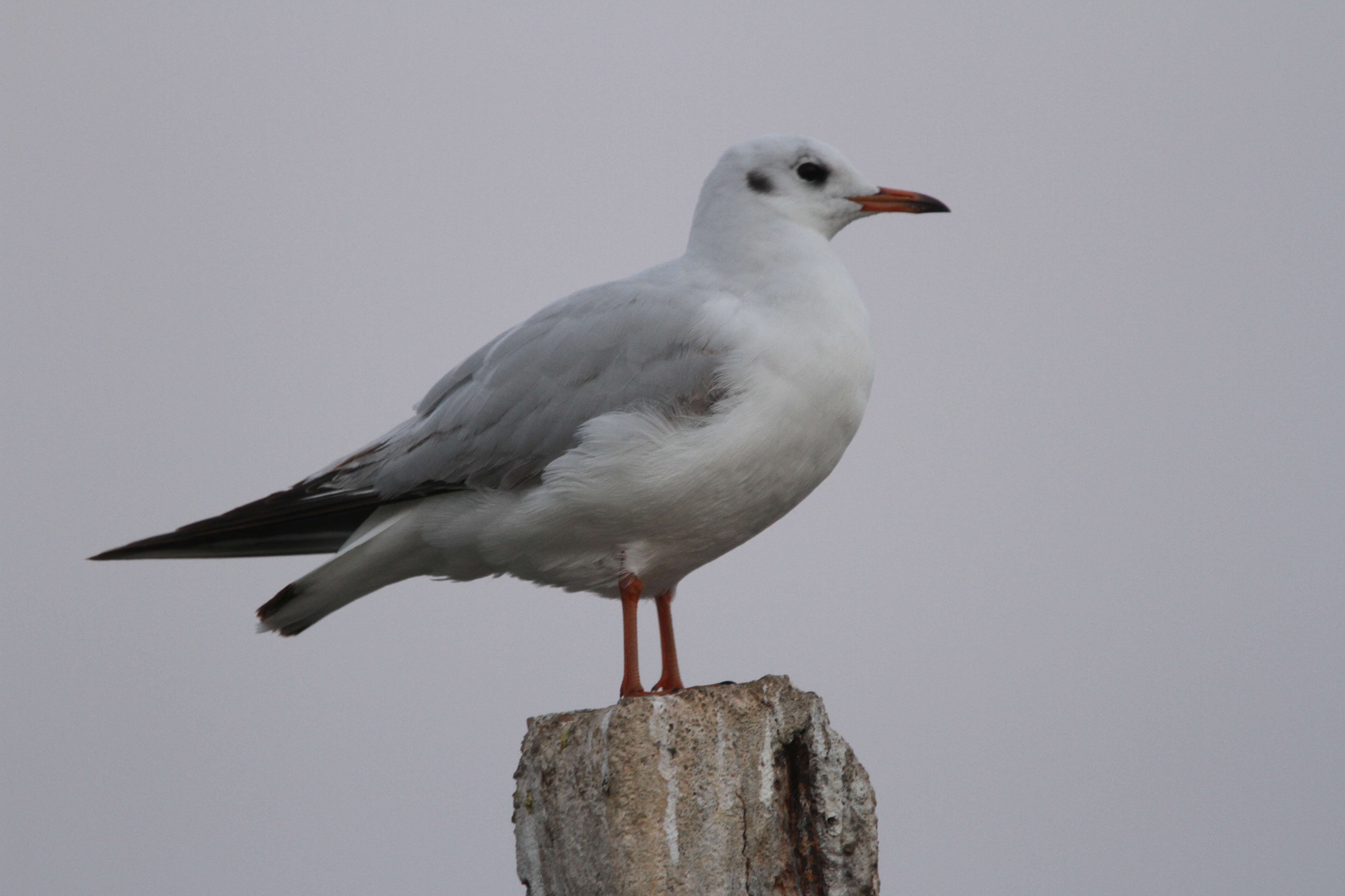 Image of Black-headed Gull