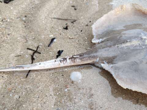 Image of Bennett's stingray