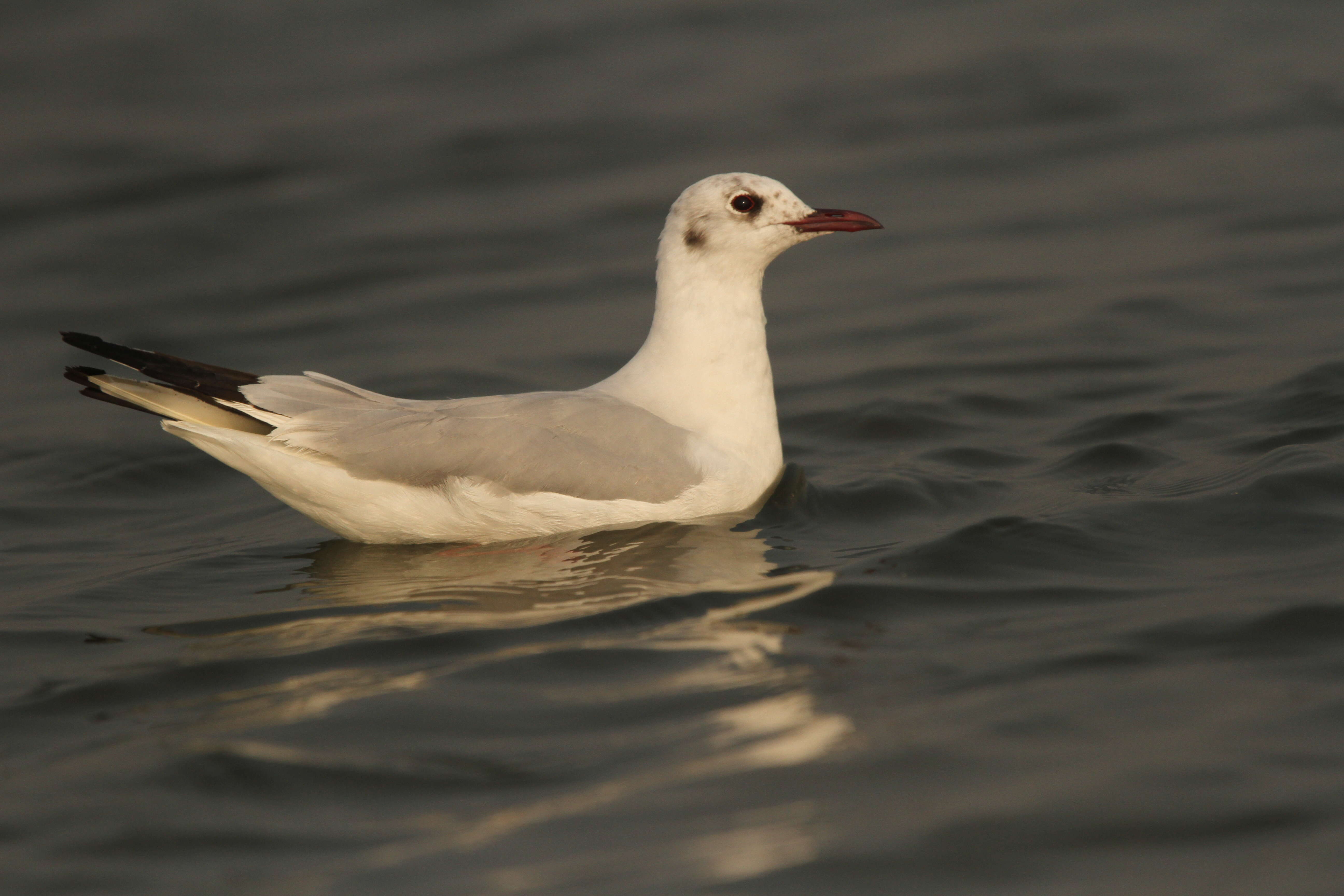 Image of Black-headed Gull