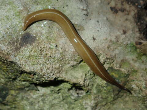 Image of Australopacifica scaphoidea (Steel 1900)