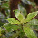 Imagem de Coprosma kauensis (A. Gray) A. Heller