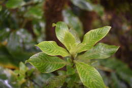 Imagem de Coprosma kauensis (A. Gray) A. Heller