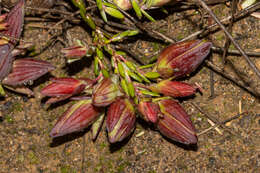 Image of Darwinia speciosa (Meissner) Benth.