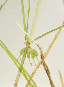 Image of Zannichellia palustris subsp. pedicellata (Rosén & Wahlenb.) Hook. fil.