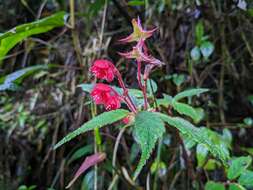 Image of Begonia urticae L. fil.