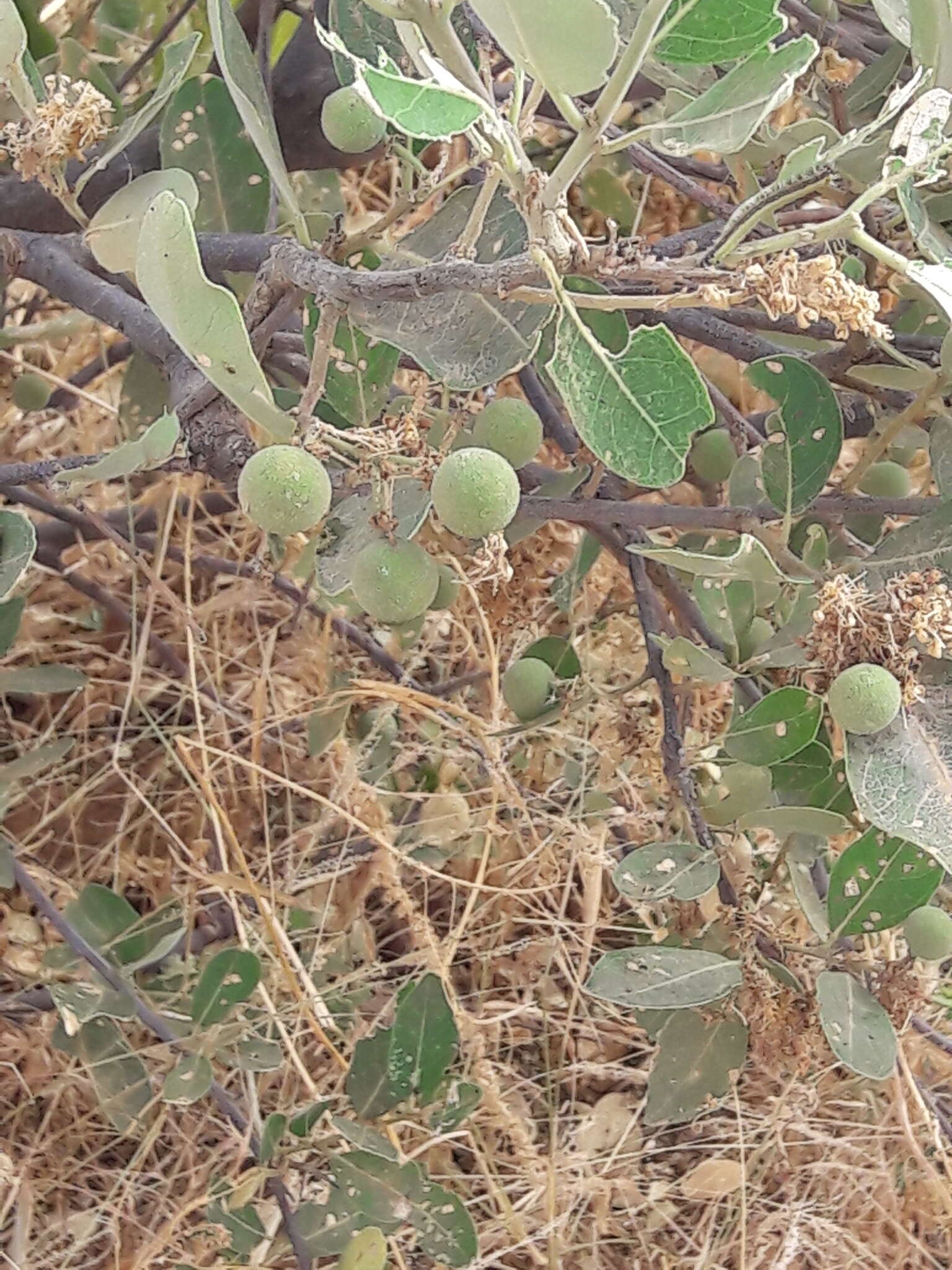 Image of Senegal boscia