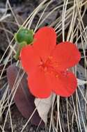 صورة Hibiscus rhodanthus Gürke ex Schinz