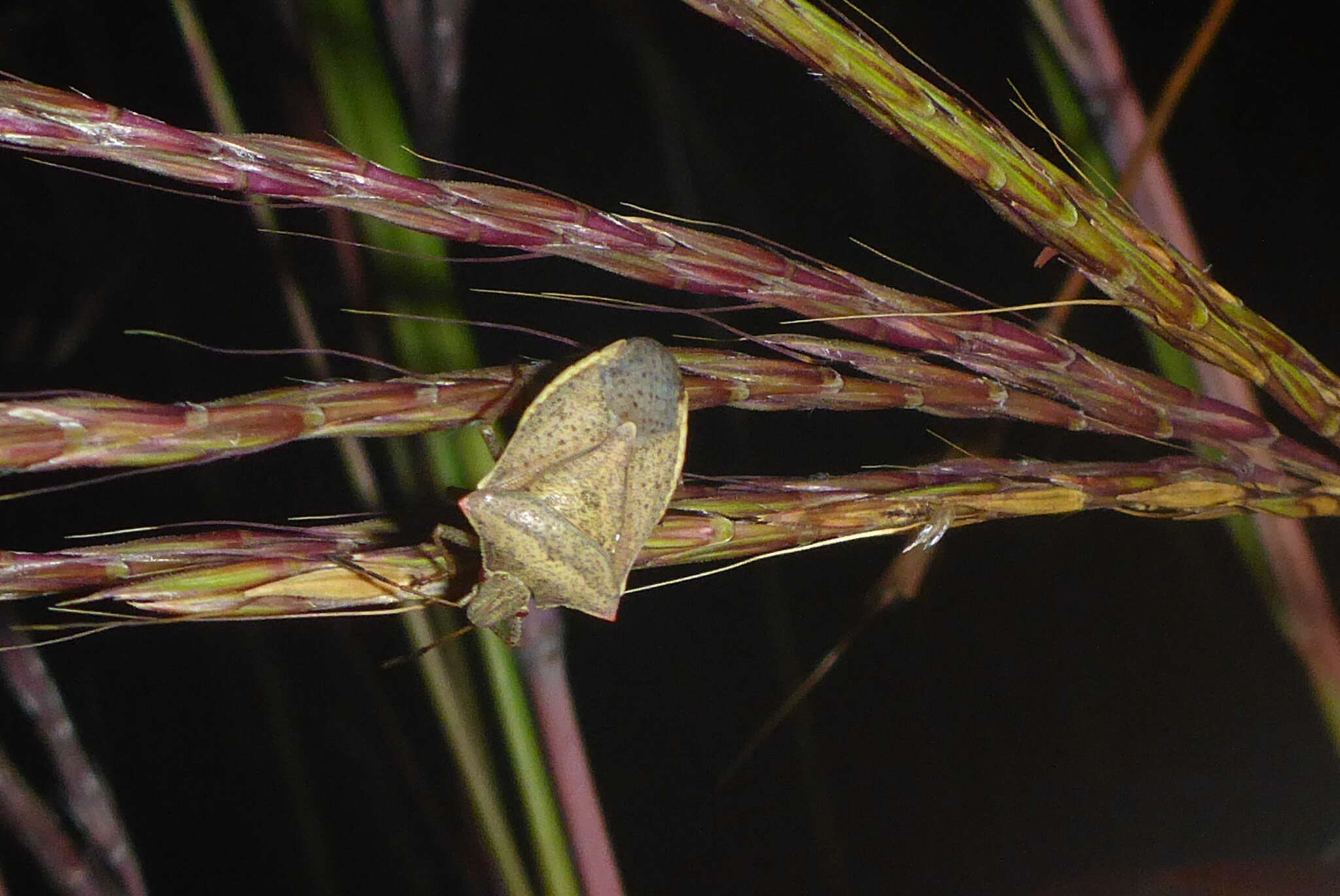 Image of One Spotted Stink Bug