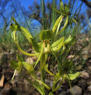 Image of Habenaria jaliscana S. Watson