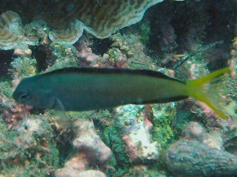 Image of Mozambique Fangblenny